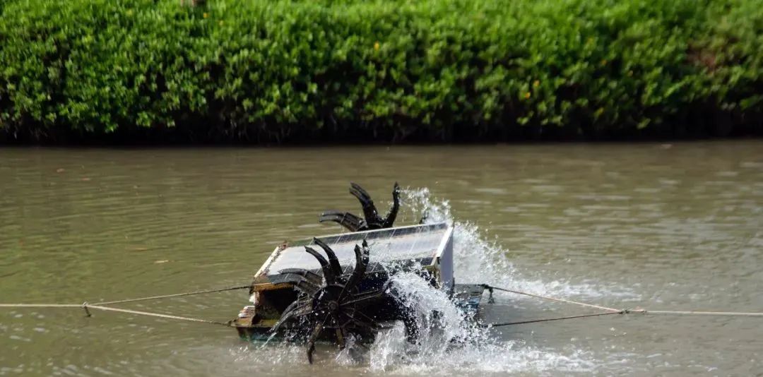 池塘水浑水浓怎么处理,池塘水浑的原因及解决方案