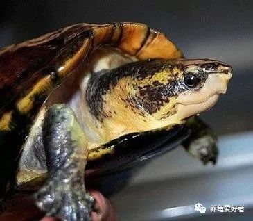 龟冬眠多久能吃食,水龟冬眠醒来什么时候喂食