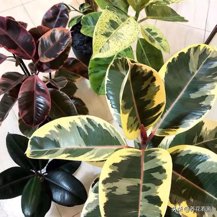 橡皮树叶子东倒西歪,橡皮树黄叶掉叶怎么办视频