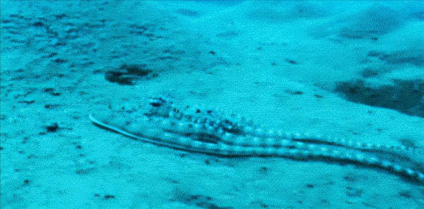 智商超群的章鱼,可能来自外星?为何它们交尾后会选择自杀?