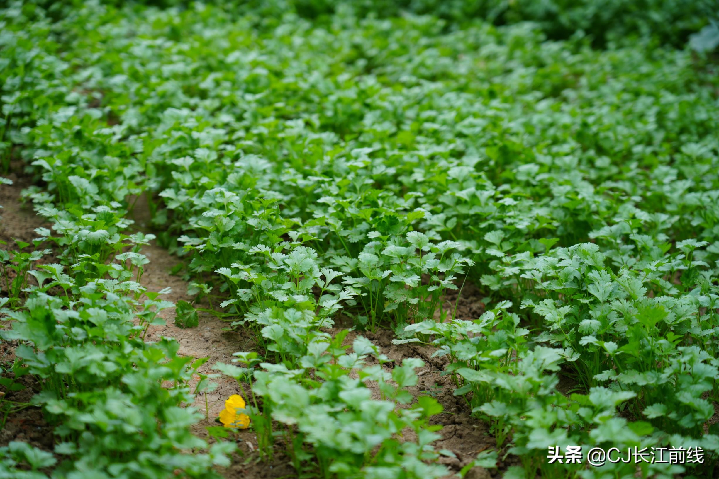河南淮滨:乡政府旁的“樊家花园”(组图)