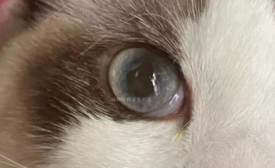 猫眼睛变黄浑浊眼球变尖,猫眼睛眼角膜浑浊