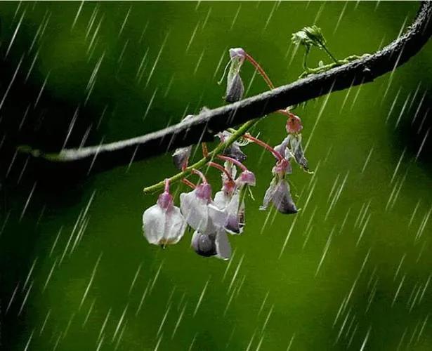 红叶诗五言全文,红叶的诗句古诗大全