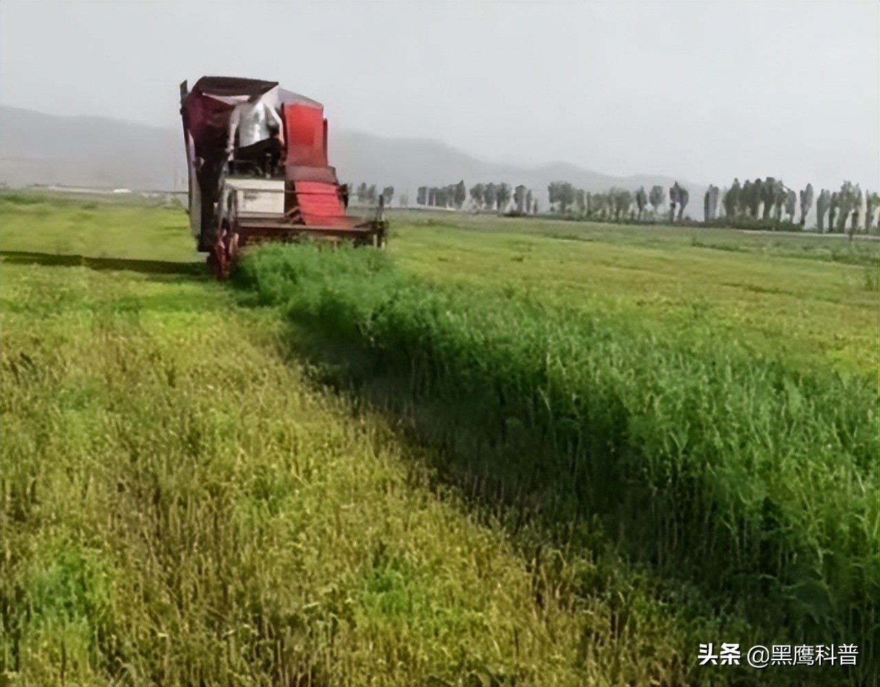 割青麦事件感想,割青麦做青饲料事件