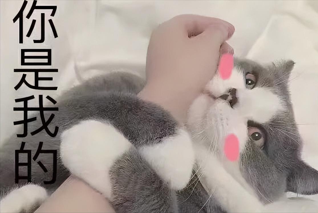 新手铲屎官养猫视频,新手养猫铲屎官攻略