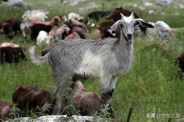 农村人养羊好还是养鸵鸟好,农村人养羊效益怎样