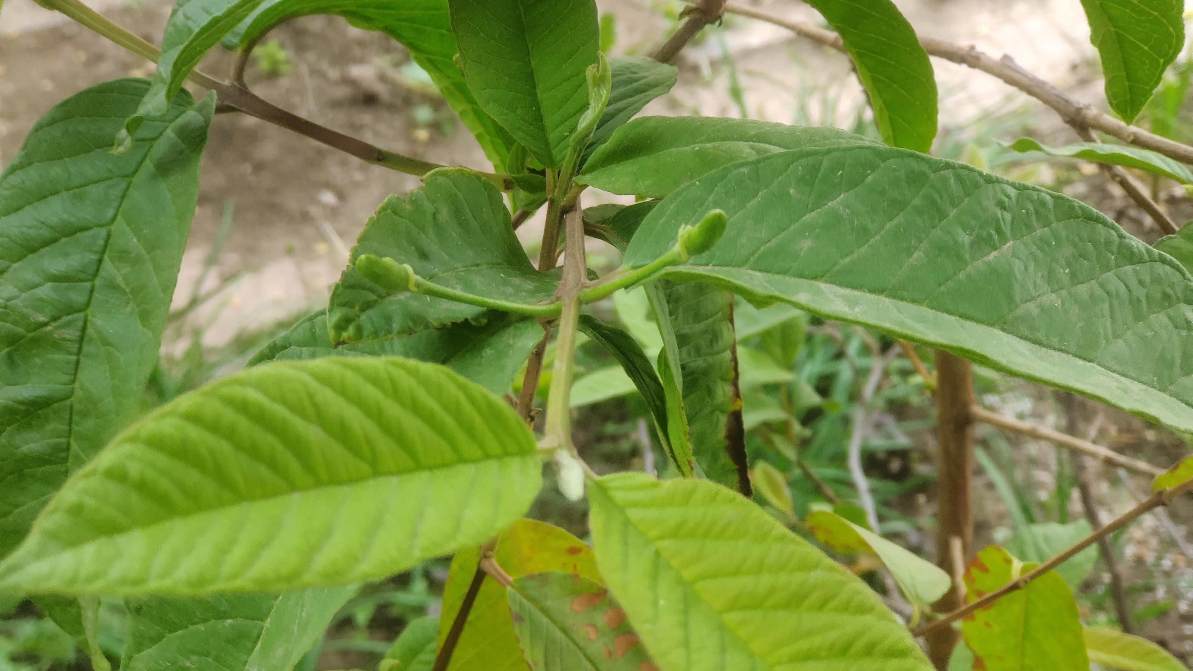 番石榴只开花不结果怎么处理,番石榴开花到结果成熟要多长时间