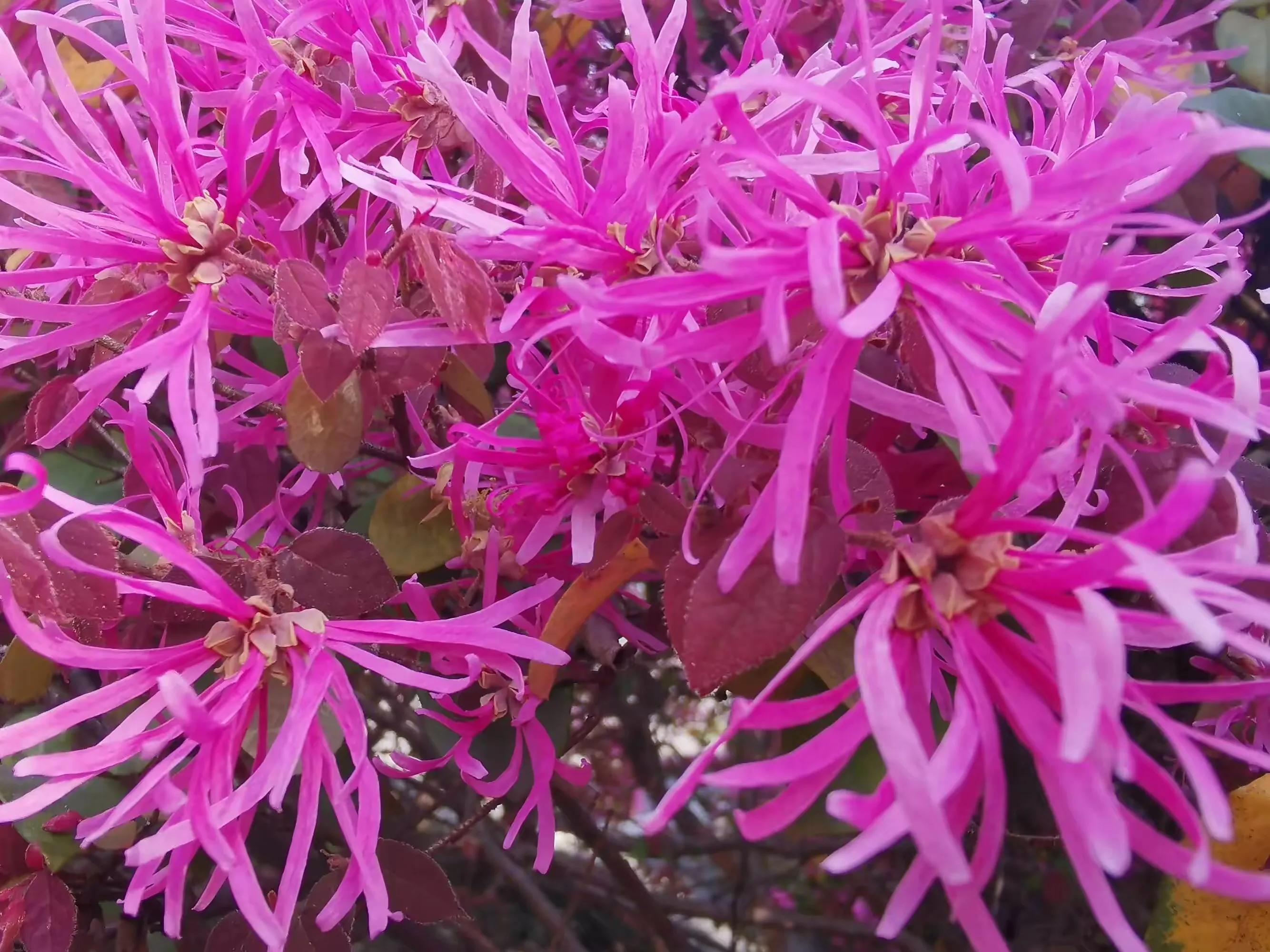 红花檵木介绍牌,红花檵木解说