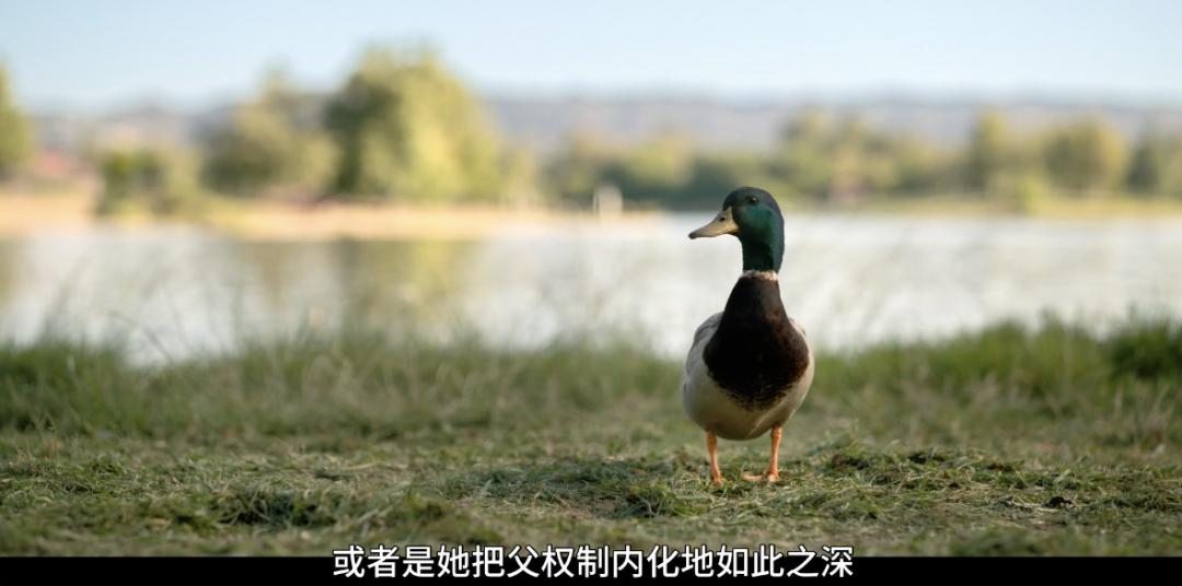 招黑网红现状,被黑最惨的网红