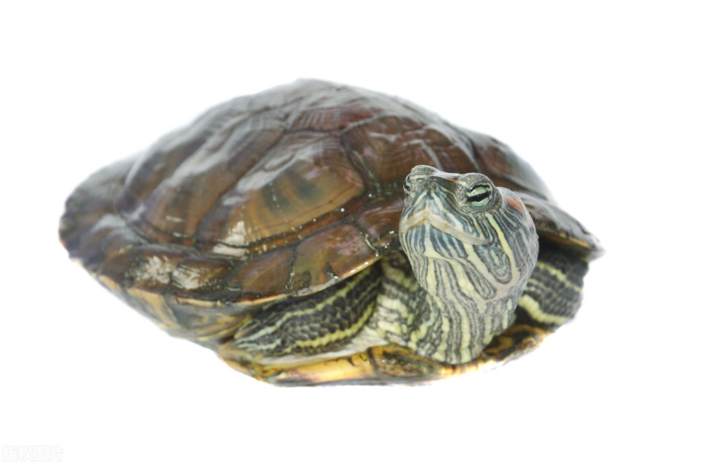 从土里挖出来的蚯蚓巴西龟能吃吗,巴西龟可以吃海蚯蚓吗