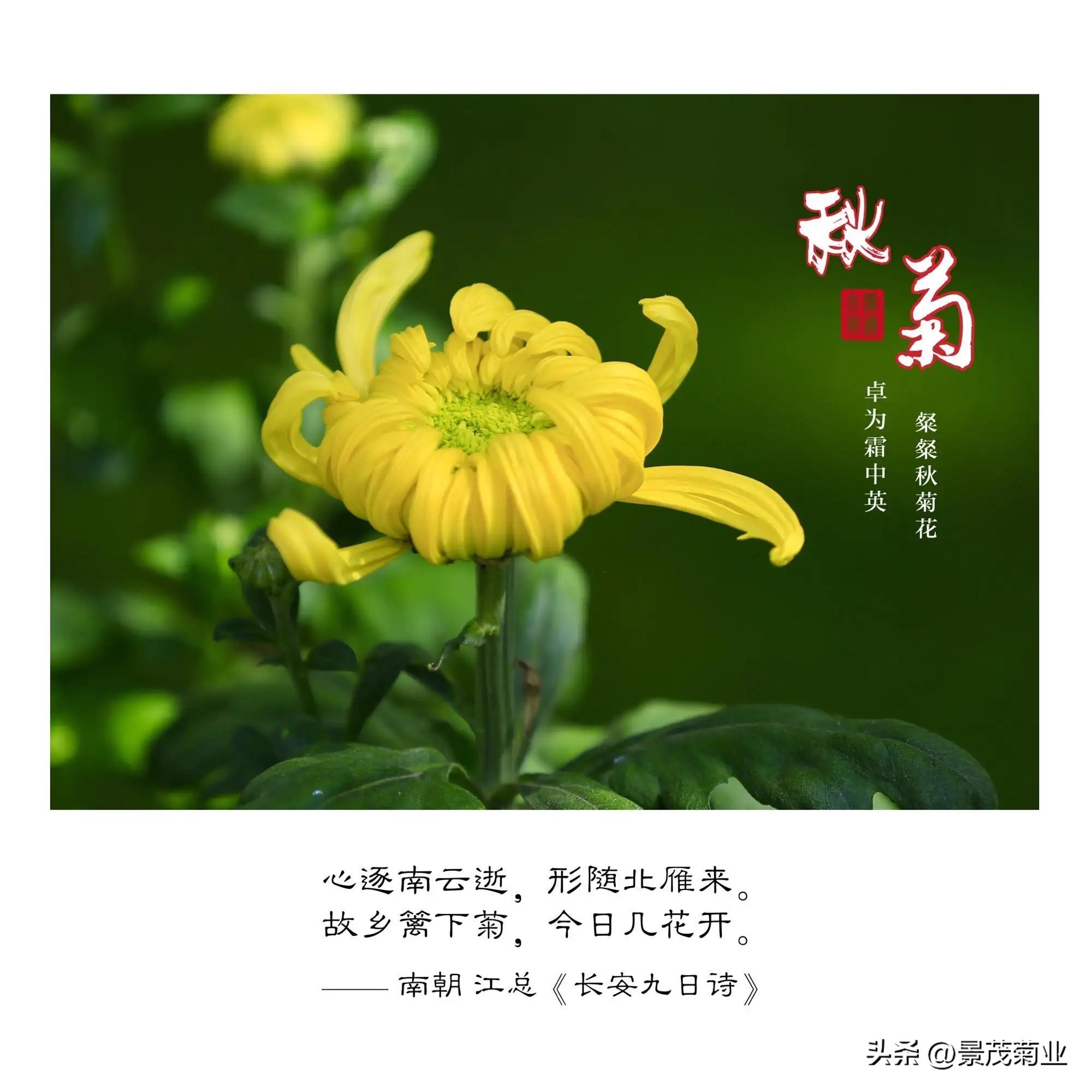 菊花文化常识大全,关于菊花的一些文化