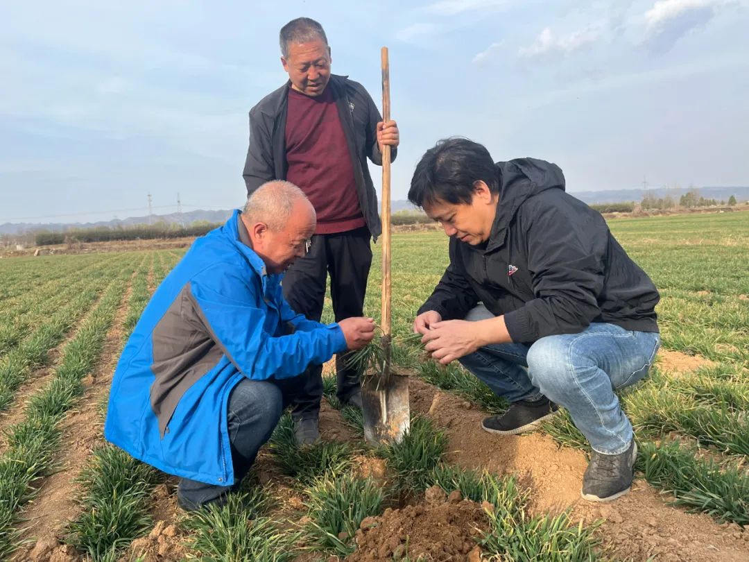 冀鲁豫皖陕五省部分小麦主产县春管探行