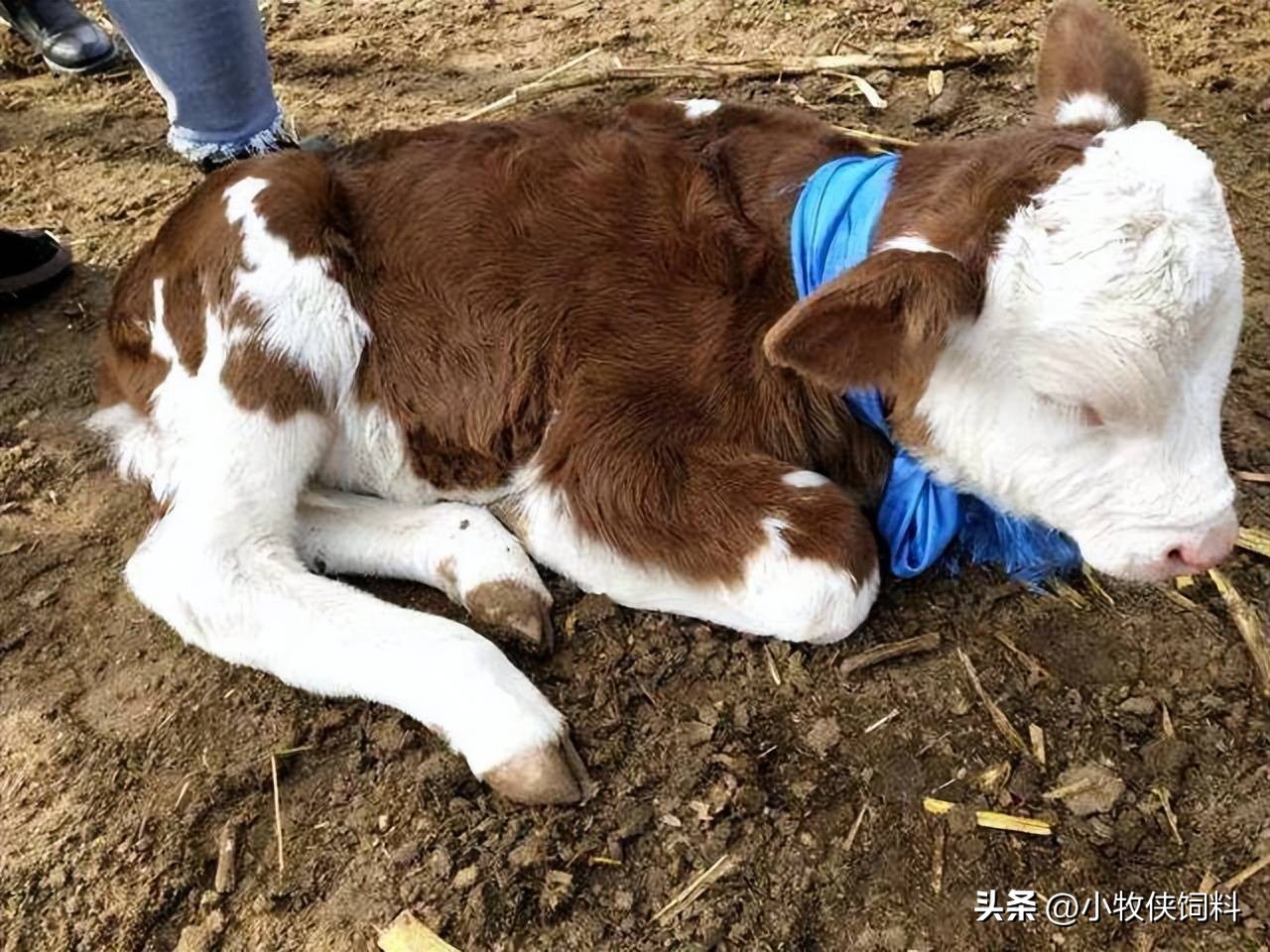 牛犊站不起来用什么药,牛犊站不起来土方法