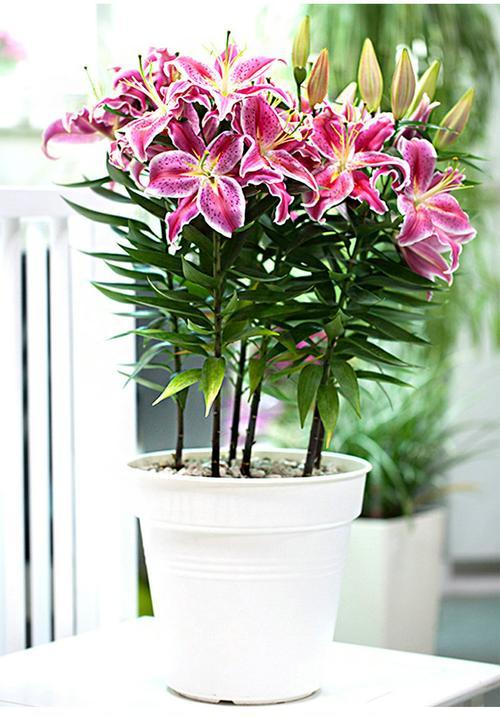 重瓣香水百合的种植时间和方法,香水百合的种植方法和注意事项