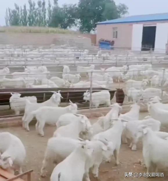 1998创业的胡业勇养羊成功案例,穷小子创业奇迹全集