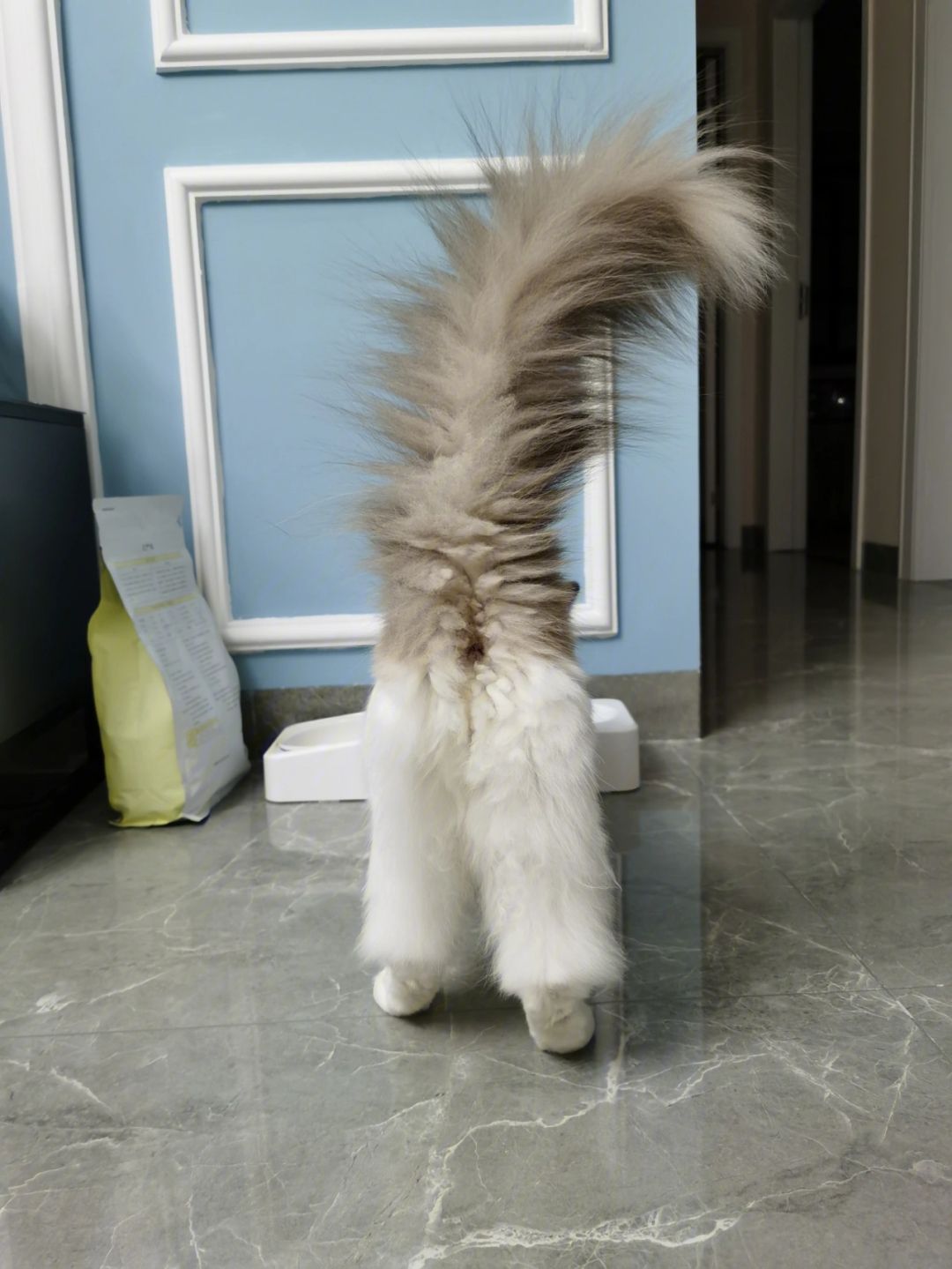 家猫怎样选才是好猫,如何挑选一只性格好长得好看的猫