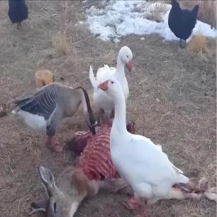 老照片晚清的小姐,晚清老照片名妓貌美如花