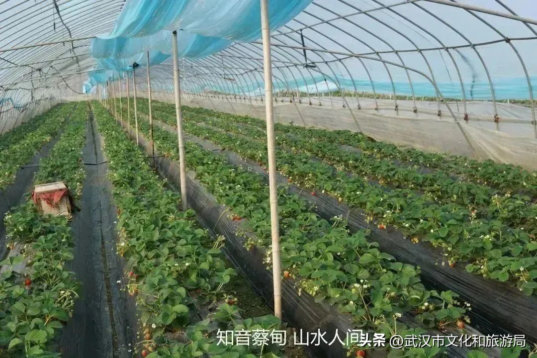 又红又大的草莓欢迎采摘,最近的草莓采摘在哪里