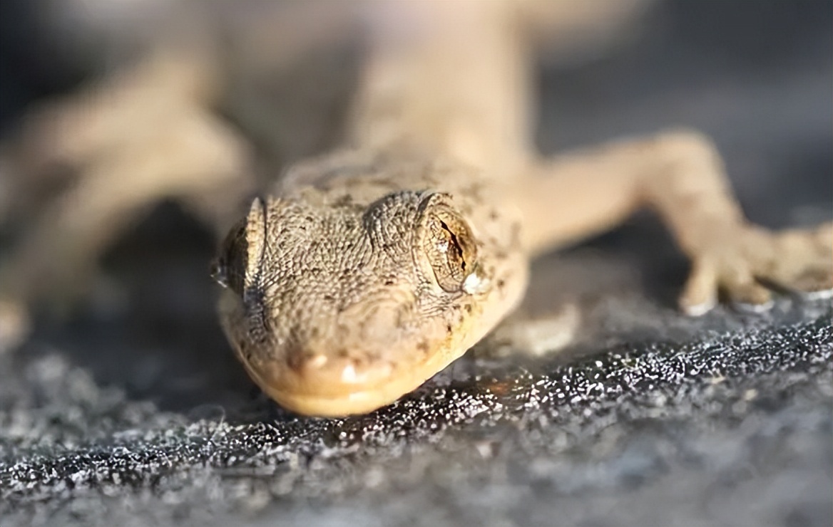 五毒之一的壁虎,有几些壁虎是有毒的