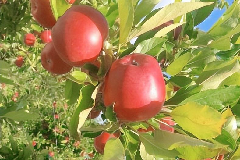 红富士苹果出口哪些国家,南非出产红富士苹果