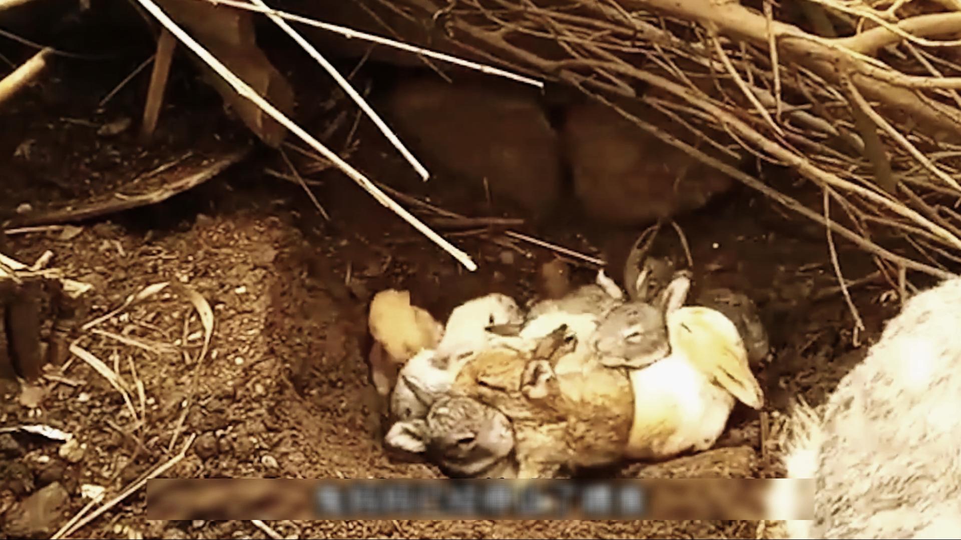 为什么国外野兔会成灾,国外野兔泛滥成灾后续