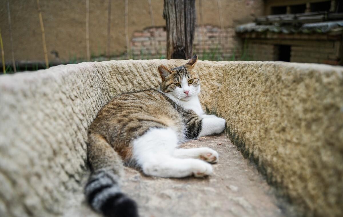 忽悠我养“简州猫”的人，你们把我给害苦了