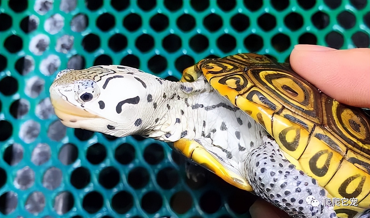 养一只水龟互动之王——钻纹龟,饲养体验非常棒