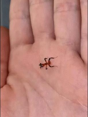 20张珍稀罕见动物照片,16张罕见的动物照