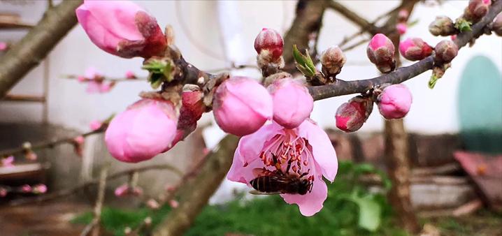 甲状腺疾病不容易感染新冠,甲状腺有问题的感染新冠会严重吗