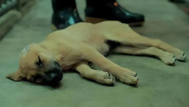 台湾女孩简稚澄,台湾女子给狗狗安乐死