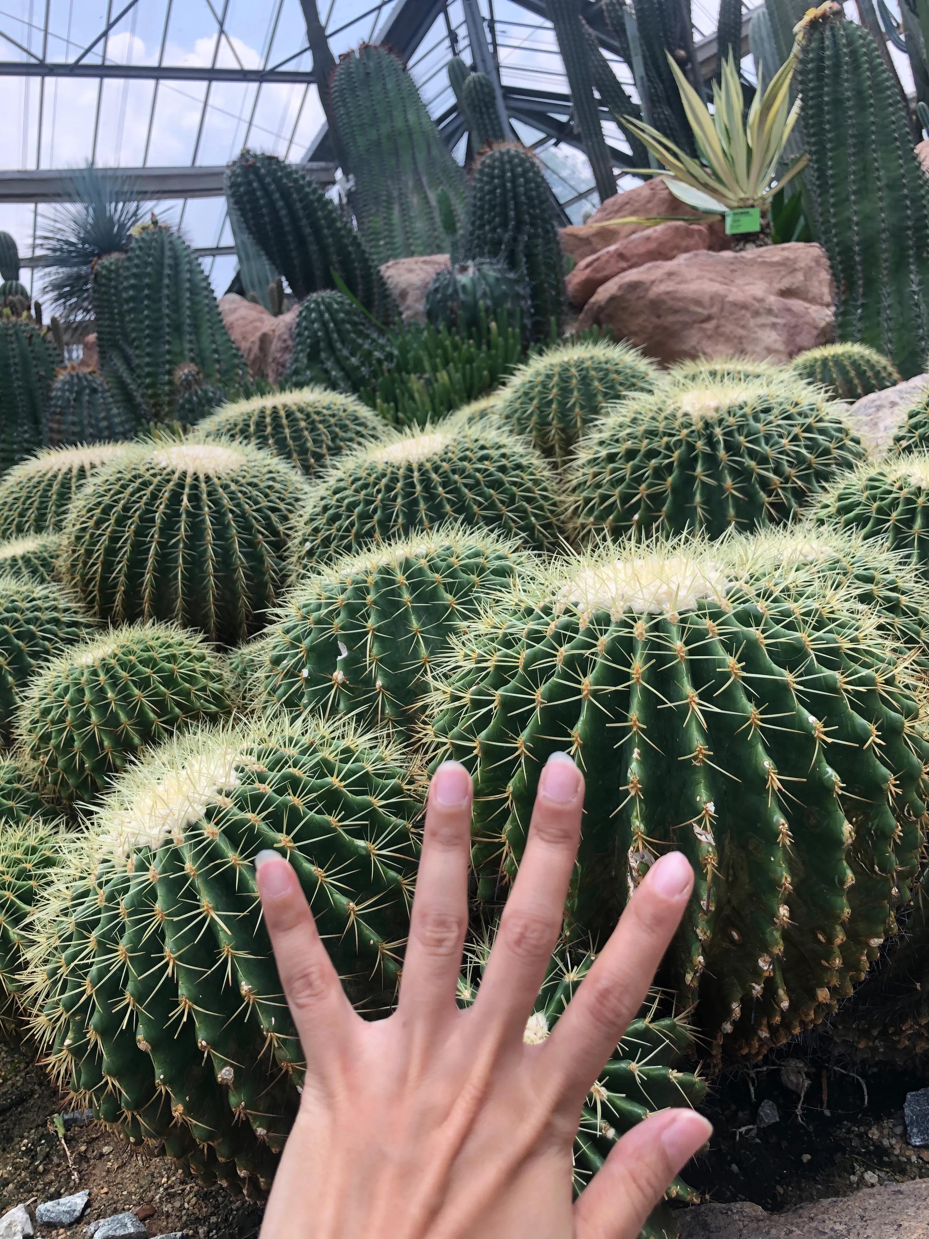 华南国家植物园一日游攻略,华南植物园属于哪个区