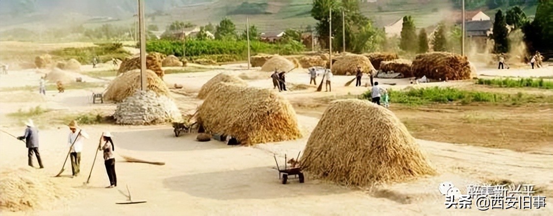 冯育斌：麦场上扬起的是生活的炊烟