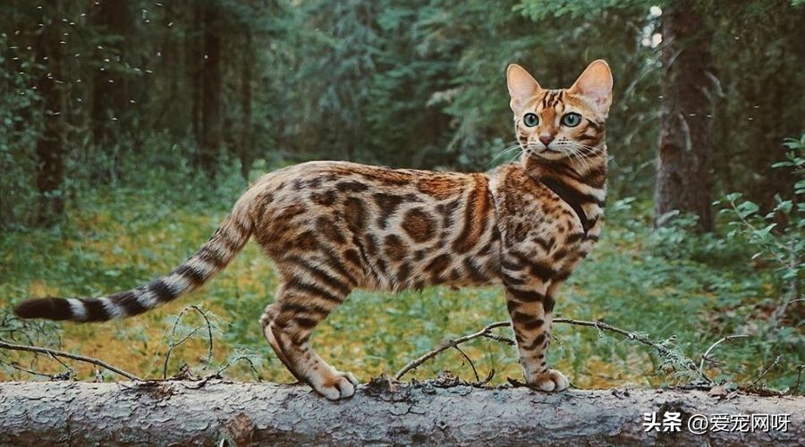 猫咪品种大全及图片,猫咪品种大全视频