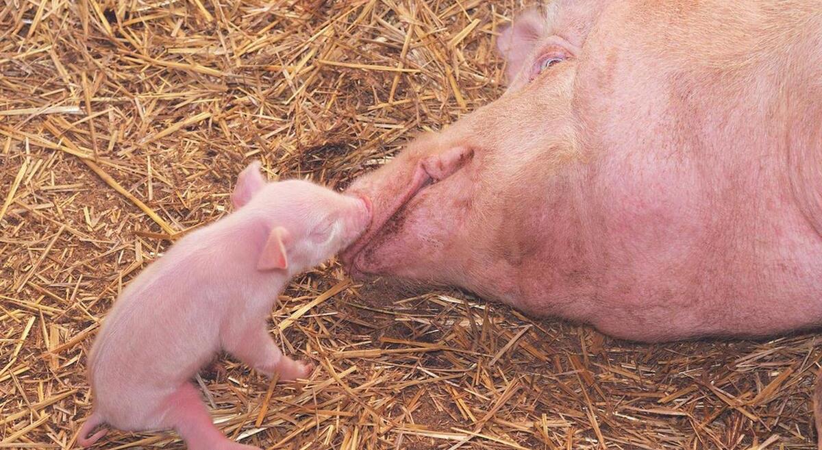 母猪得了子宫炎用什么药最好,母猪子宫炎治疗注意事项是什么