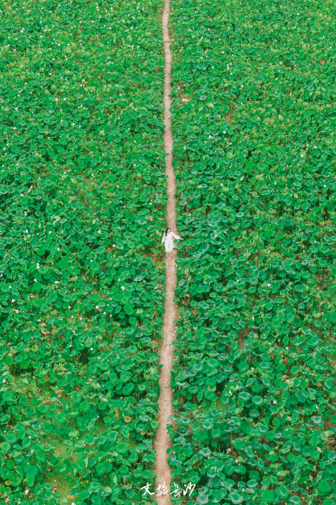 长沙赏秋去哪里,长沙第一波赏荷地图