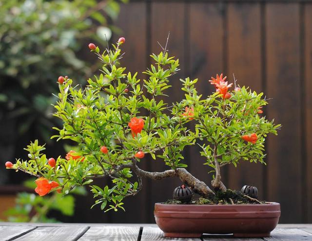 适合院里养十大最吉利树,家中宜种什么吉祥树