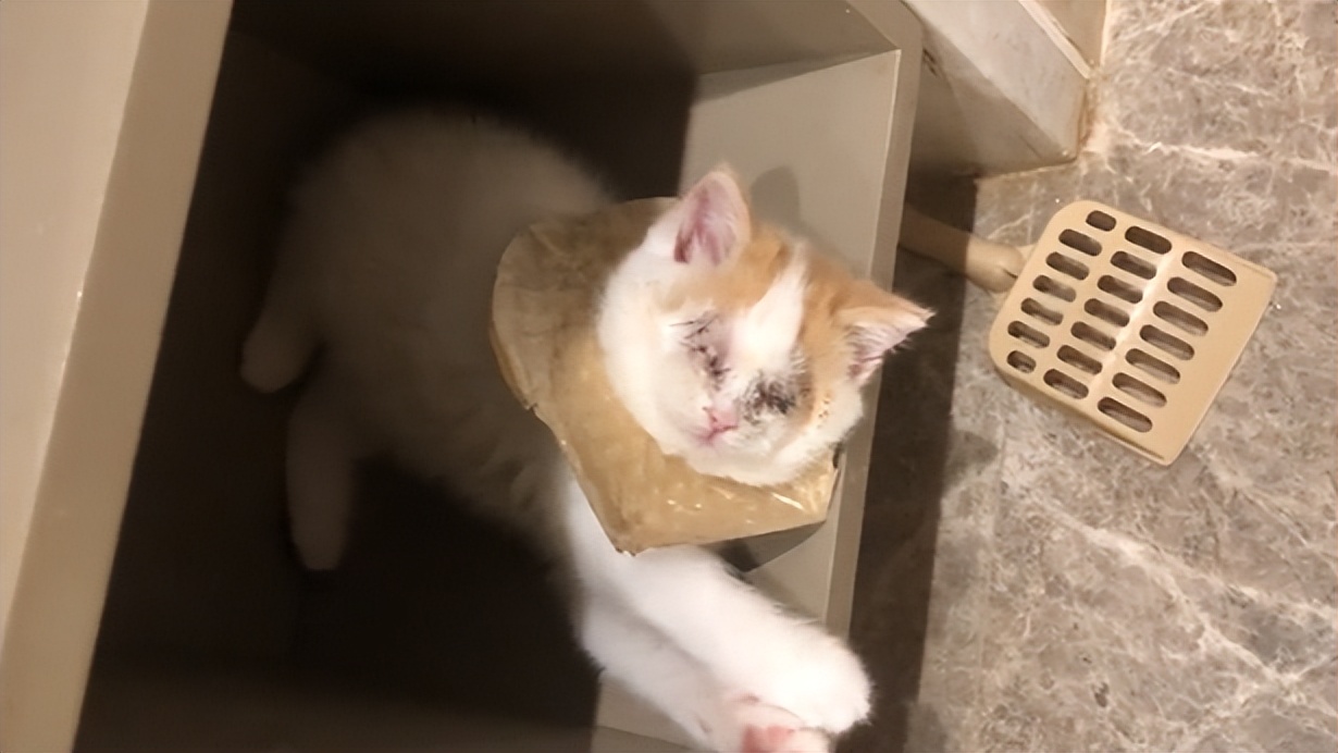 双眼失明的小猫,双目失明小猫