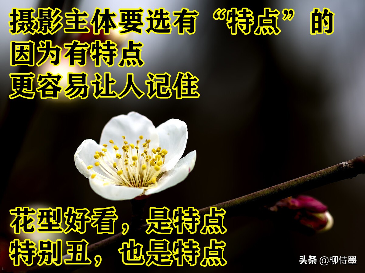 拍摄梅花多重曝光的技巧,拍摄梅花用什么镜头最好