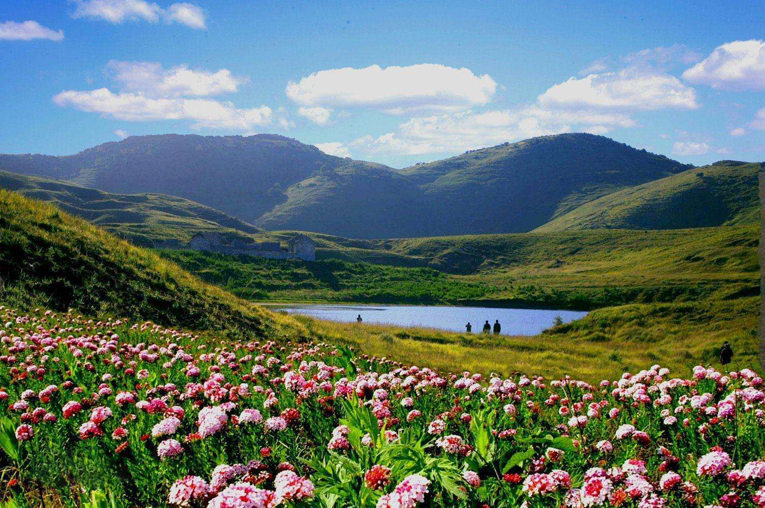 山*藏西**着个“小*疆新**”，花海湖泊草甸似仙境，不收费的满分避暑地