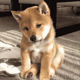 狗狗有分离焦虑症要再养一只吗,狗狗分离焦虑主人出门就要叫