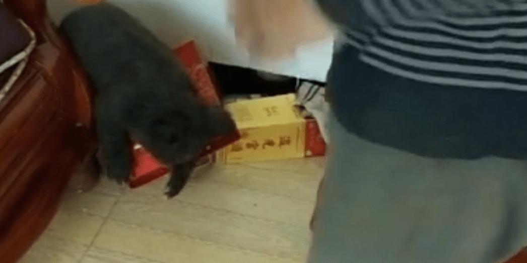 鏉戞皯鎹″埌榛戠唺骞煎唇濂冲効,杈藉畞鍐滃鎹″埌榛戠唺骞煎唇