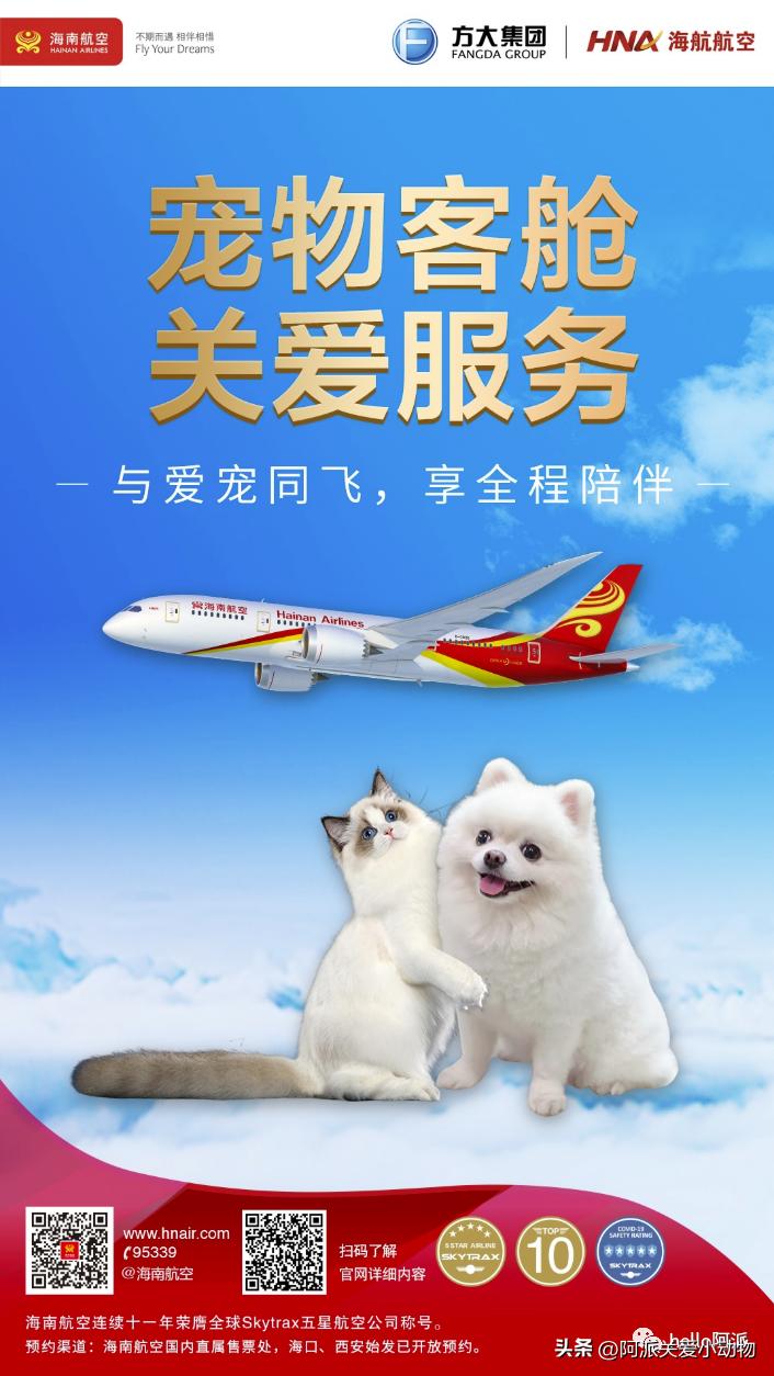 毛孩子能坐飞机吗,宠物能坐飞机吗需要哪些手续呢