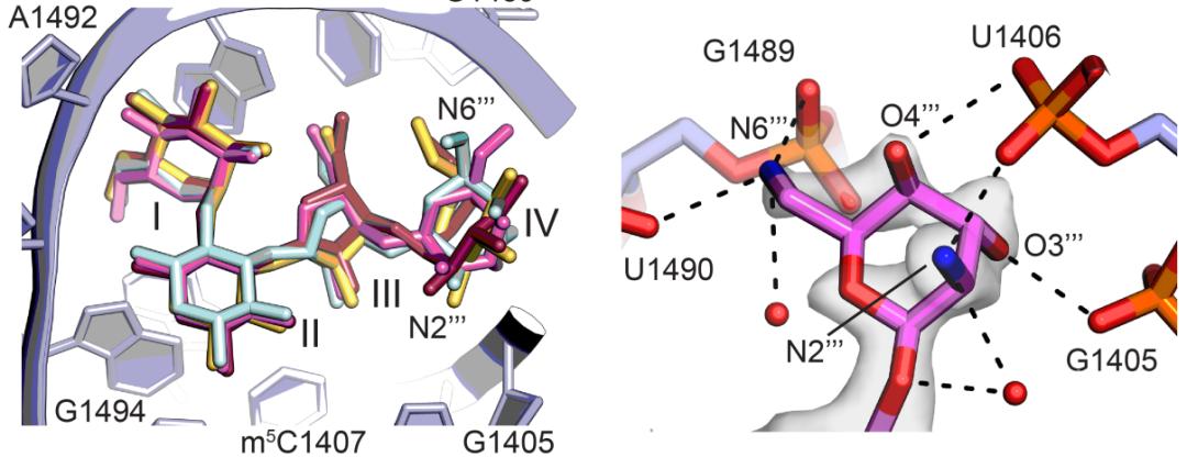 茉莉酸分子机制,茉莉酸受体抑制剂及其作用机理