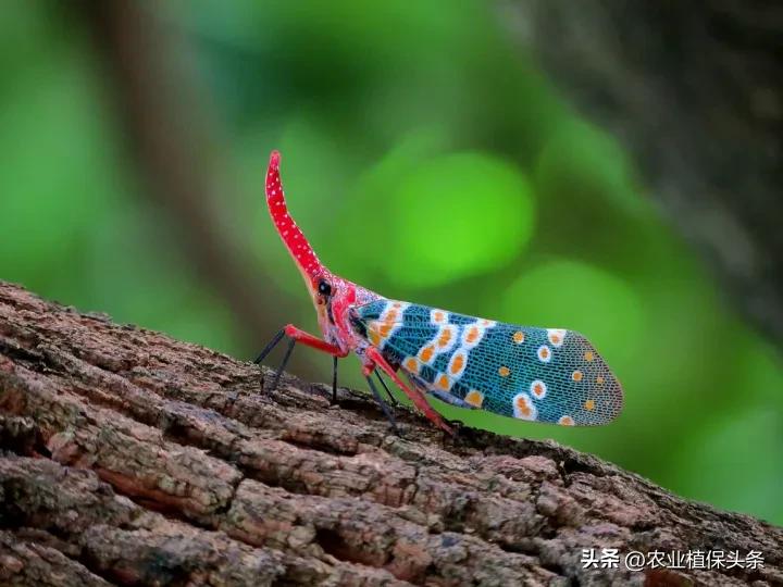 昆虫和害虫种类,昆虫和害虫的分类