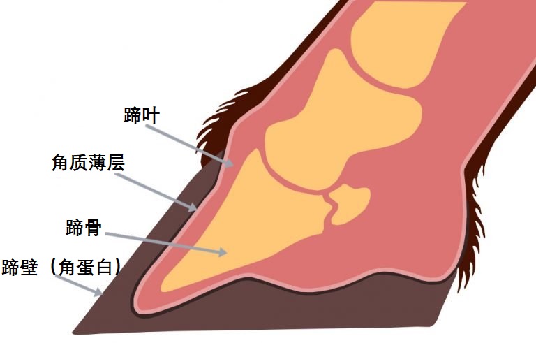 为什么马断了腿必须死,为什么马的腿一旦骨折会死呢