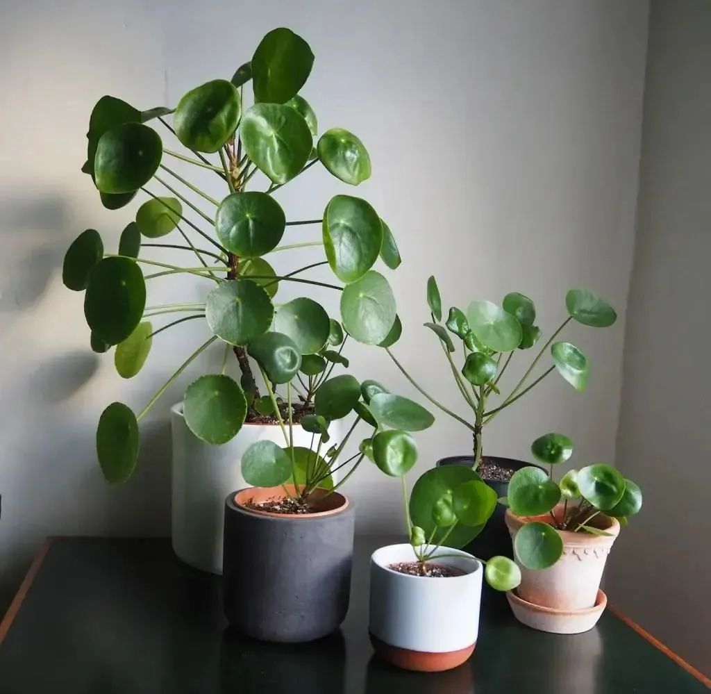 适合家养的花卉盆栽绿植,好养的绿植推荐一下盆栽