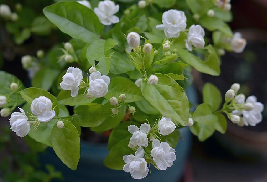 5种花是懒人养花首选,人养花花养人适合室内养的6种花