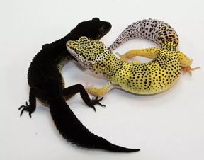 豹纹守宫用什么垫材,豹纹守宫吃虫子呕吐