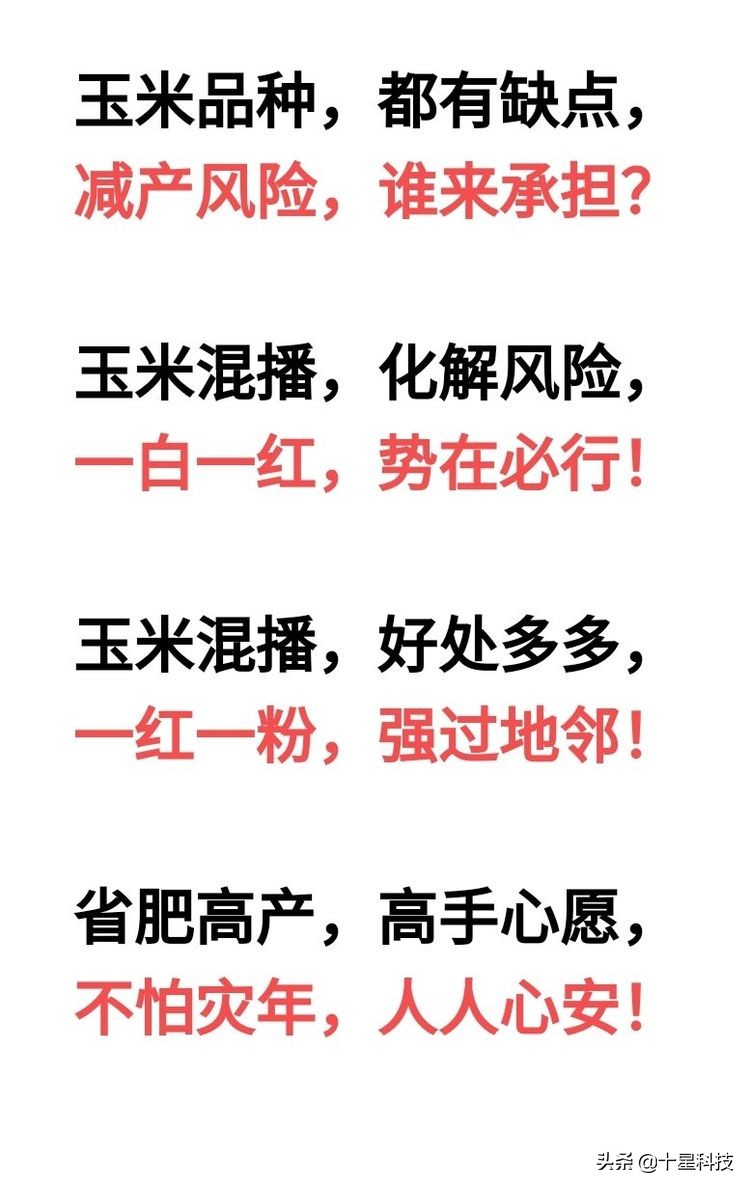 玉米混播高产吗,玉米混播有哪些品种