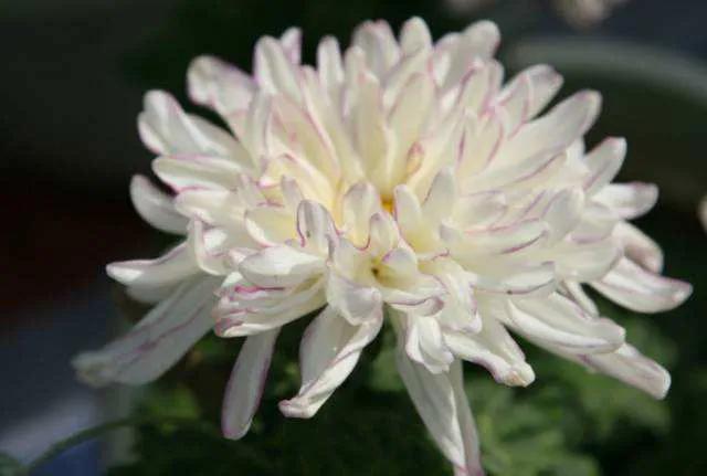 观赏鲜菊花,中华菊花欣赏